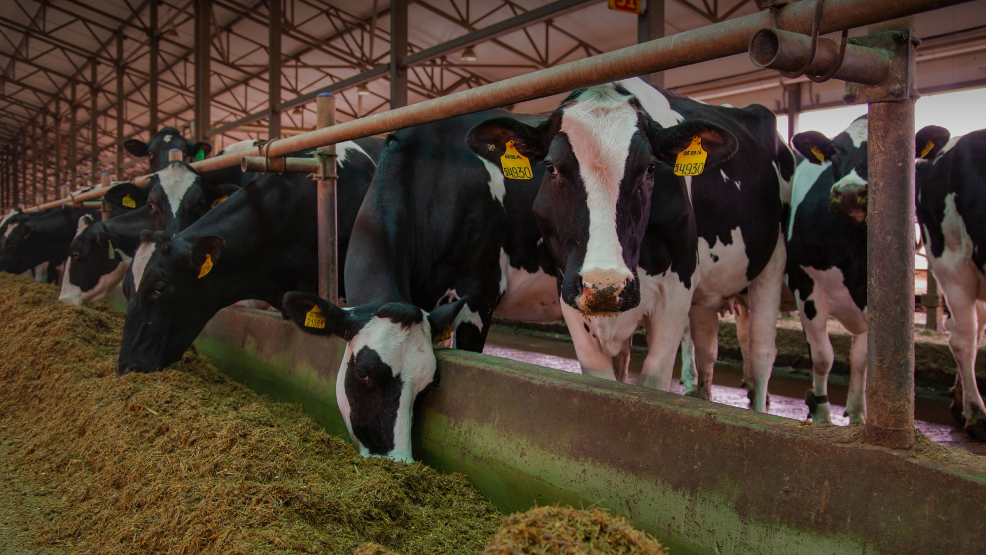 фермерское молоко